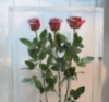 Розы в льду_1